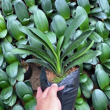 �҃�ˮ��Gֲ���С�A�^����������B����ֲ������m�ļ�����ͥԺ