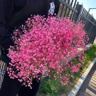 Gimsophila flowers dried flowers stall bulk dried flower bouquet Yunnan factory postage wholesale cross-border e-commerce generation