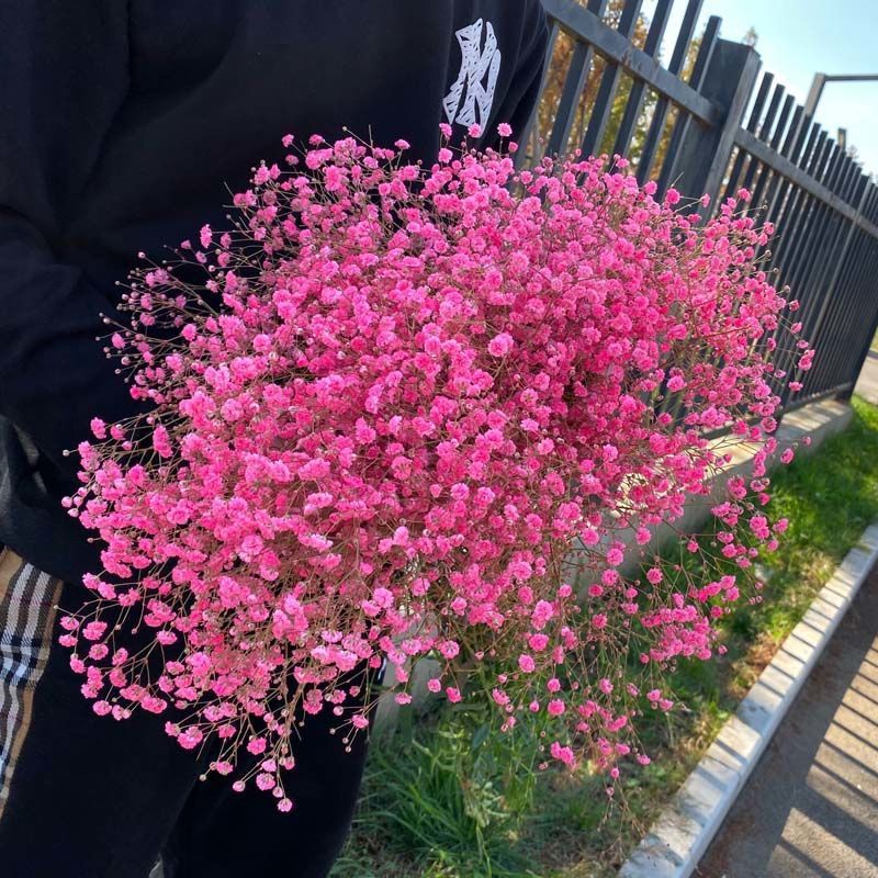 满天星鲜花干花摆地摊散装干花花束云南工厂包邮批发跨境电商代发