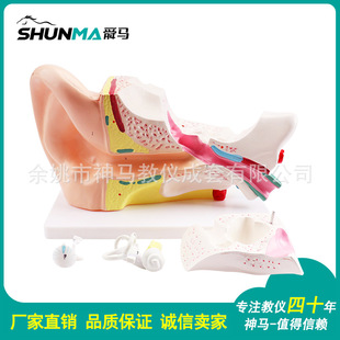 Factory Direct sales 33212-1 ear anatomy model zoom 6 times 4 parts human body zoom biomedical model