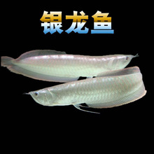 银龙鱼活体热带观赏鱼大中型淡水鱼苗风水鱼发财鱼金龙鱼龙鱼包邮
