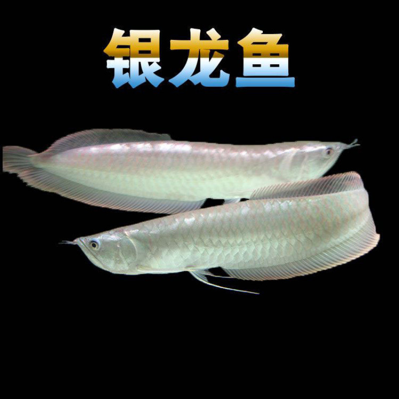 银龙鱼活体热带观赏鱼大中型淡水鱼苗风水鱼发财鱼金龙鱼龙鱼包邮