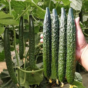 High-Yielding Cucumber Seeds, Seedlings, Grafted Vegetable Seedlings, Vegetable Seedlings, Fruit Seedlings, Potted Seedlings, Cucumbers