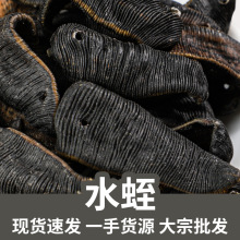 水蛭现货蚂蟥无硫清水吊杆水蛭干真货源量大价优批发源头厂家