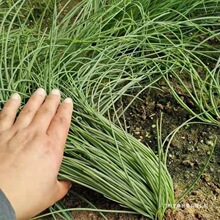 S]rɳ[ɫʳ߲˲͏dƵʳİW