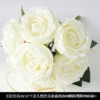 7 royal princess rose white