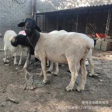 杜泊绵羊现货批发3-4月龄黑头杜泊绵羊羊羔 河北杜泊绵羊价格
