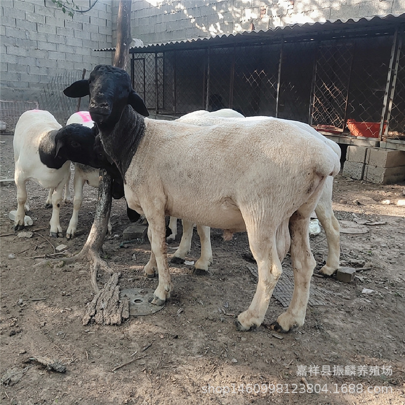 杜泊绵羊现货批发3-4月龄黑头杜泊绵羊羊羔 河北杜泊绵羊价格
