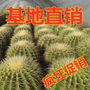 Golden Tiger Cactus Potted Plant Desktop Indoor Office Cactus Flowering Succulent Plant Potted Plant Beautiful