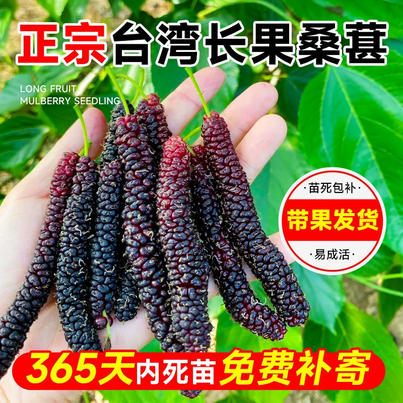 Длинные саженцы фруктовой шелковицы, живые саженцы тайваньской шелковицы с фруктами в горшках, черные шелковицы без семян, которые цветут и дают плоды в любое время года.