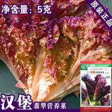 生菜种子生菜籽紫色蔬菜种子 蔬菜种籽营养菜种子 种子批发四季播
