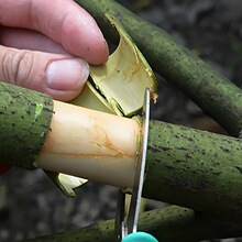 R 84140 Garden Fruit Tree Girdling Scissors ԰�չ����������