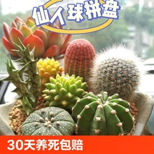 ���F����ֲ��M�����ԾGֲ�������⎧����B��Ʒ�Ϙ��������β��