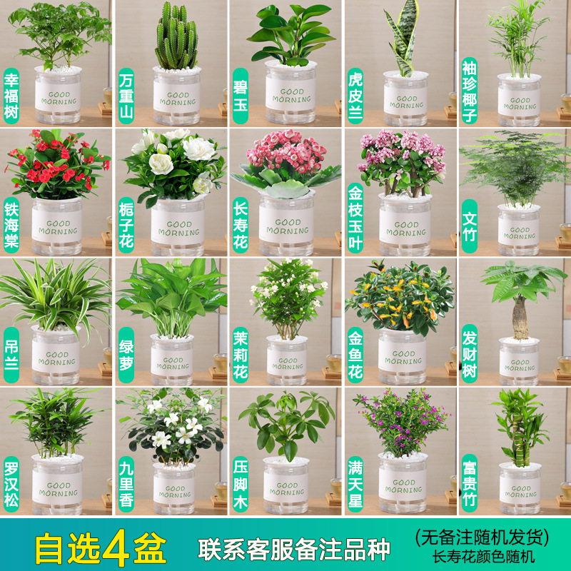 [꽃과 녹색 식물의 4개 화분을 원하는 대로 조합]