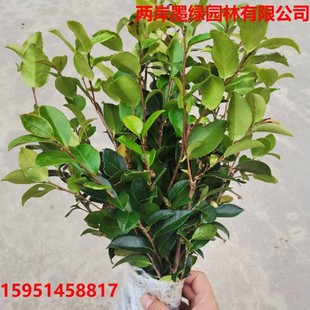 Camellia Seedlings Flowering Plant Park Community Greening Sijiqing Project Seedlings Camellia Balls Cold-Resistant North and South Species