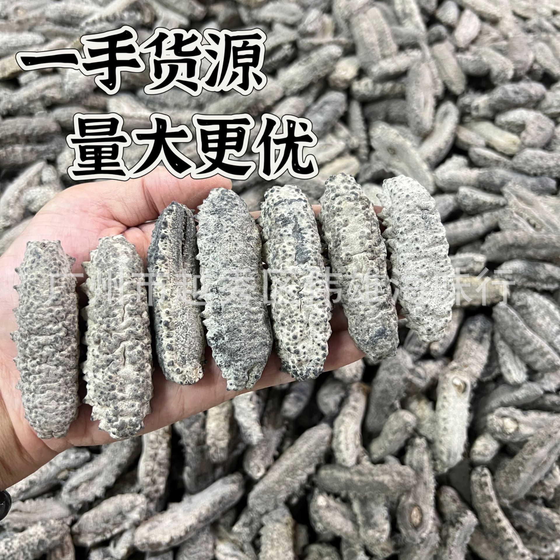 南美参一手货源南美海参干货精选原货南美肥仔参南美足参南美刺参