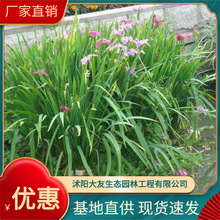 ľֱGpɫSβ ļG ͥԺ̨^p