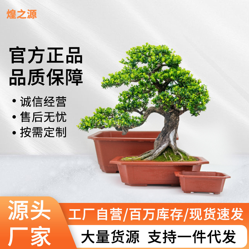 批发 长方景盆塑料花盆 园艺花盆塑料大号小号盆景长方盆