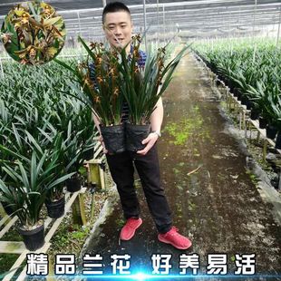 New Year's Flower Company Black Ink Orchid Indoor Living Room Balcony Orchid Seedlings Wide-Leaf Orchid Fragrance Imported Ink Orchid Fragrance