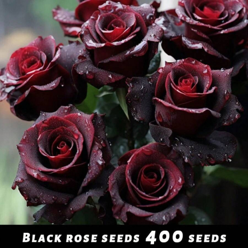 K 80410 Rose Flower Seeds Rose Flower Green Plant Potted Seeds Cross-Border Foreign Trade Dropshipping