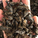 大牛虻虫50g牛虻虫100g牛虻虫蜚虻炒虻虫大牛虻免费打粉包邮真货