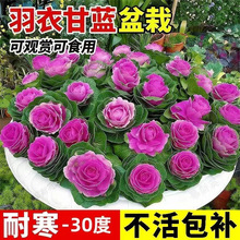 羽衣甘蓝盆栽苗阳台庭院花园彩色观赏花卉绿植冬季耐寒植物花