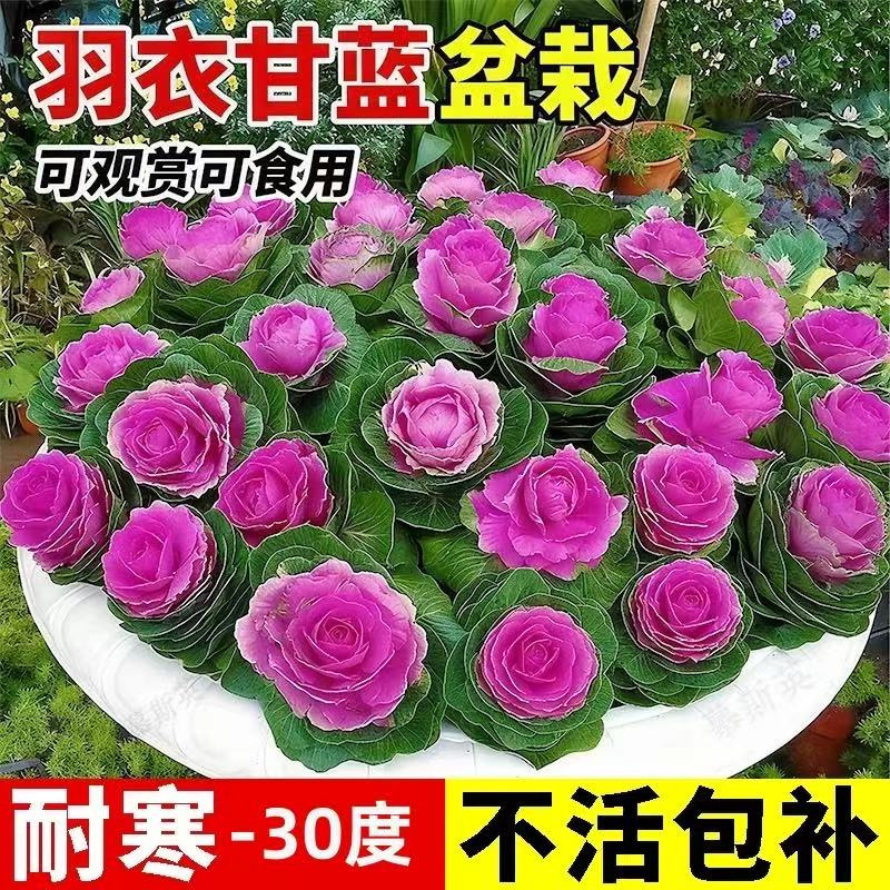 羽衣甘蓝盆栽苗阳台庭院花园彩色观赏花卉绿植冬季耐寒植物花