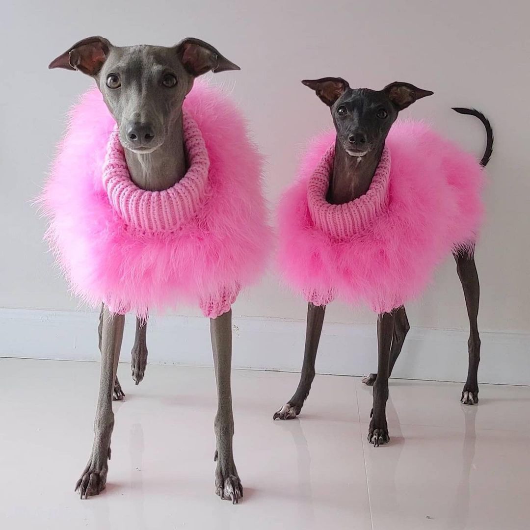 INS New European and American Lady Fire Turkey Autumn and Winter Warm Dog Sweater Pet Warm Core Yarn 