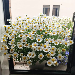 Small Daisy Flower Seeds Bloom in All Seasons, Chamomile Courtyard Potted Indoor Balcony Perennial Ornamental Flower Seeds