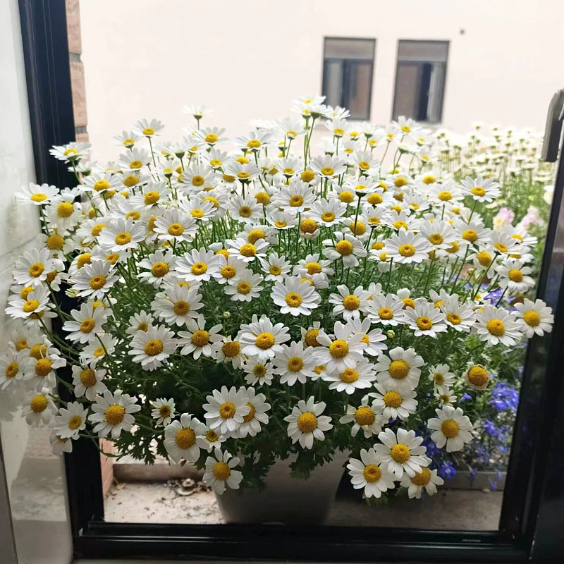 Маленькие семена цветов ромашки цветут в любое время года, семена декоративных многолетних цветов ромашки в горшках для внутреннего балкона.