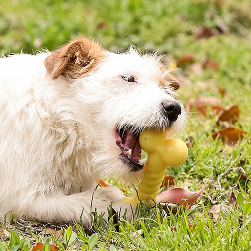 Qmonster Dog Bone Toy Durable Chewing Teeth Small Dogs TRP Safe and Environmentally Friendly Pet Supplies 