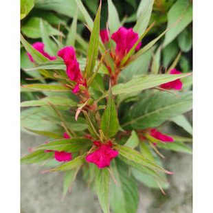 �u�ڻ����Ի��� �u�ٻ� �ρ��t �J���u�� �P�u�� С�^�u�� �Pβ�u