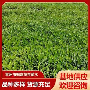 Base Supply of Cold-Resistant Perennial Florals Perennial Herb Florals Notoginseng Sedum Greening Seedlings