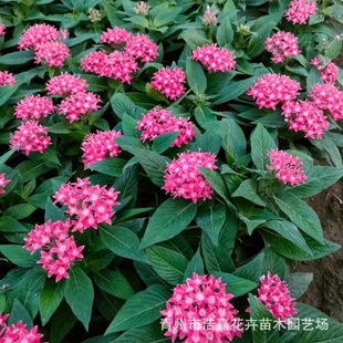 Multi-Color Flower Seedlings, Starry Flowers, Five-Star Flowers, Garden Flowers, Sea Flower Mirrors, Flower Buds for Ornamental Use, Starry Flowers