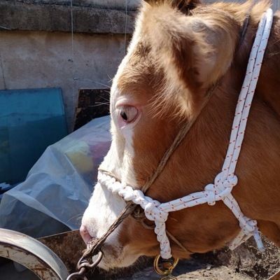 Faucet Headgear Cows rope Collar Cow Rein Cattle farm equipment