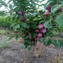 钱排银妃三华李果树苗早熟三月李米李子青李树苗南方种植当年结果