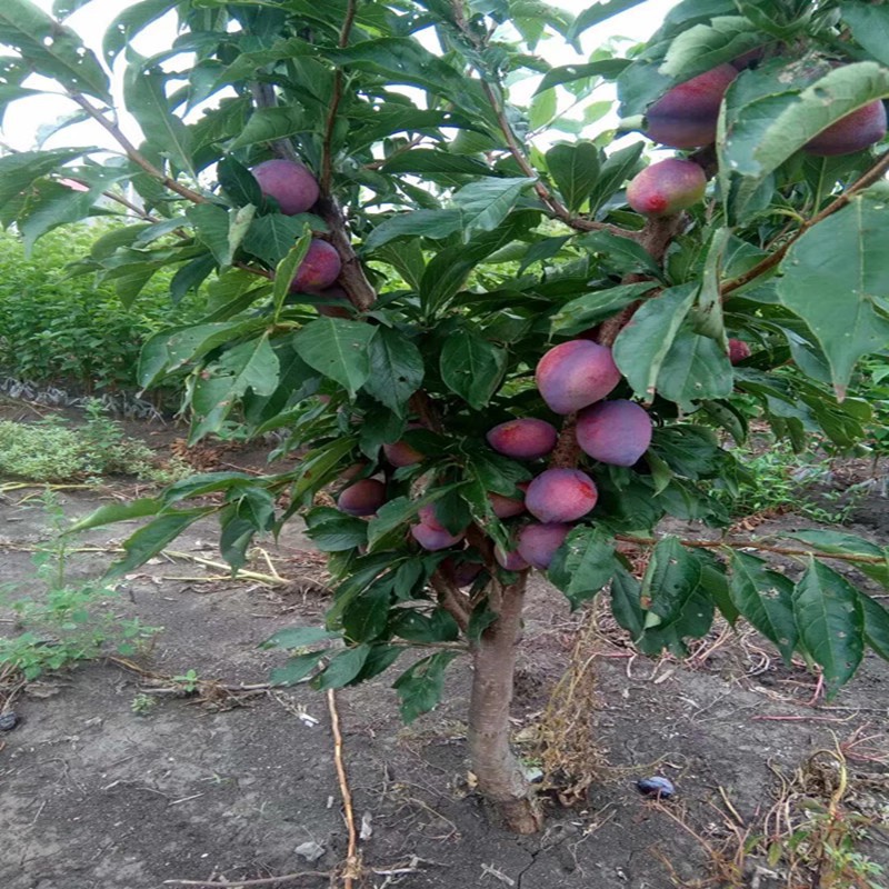 钱排银妃三华李果树苗早熟三月李米李子青李树苗南方种植当年结果