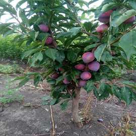 钱排银妃三华李果树苗早熟三月李米李子青李树苗南方种植当年结果