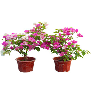 Bougainvillea Potted Outdoor Four-Season Climbing Plant Balcony Garden Florals Yellow Red Leaf Flower Bougainvillea