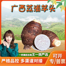 【严选】广西荔浦芋头 代发3/9斤新鲜现挖奶香芋泥大芋头当季蔬菜