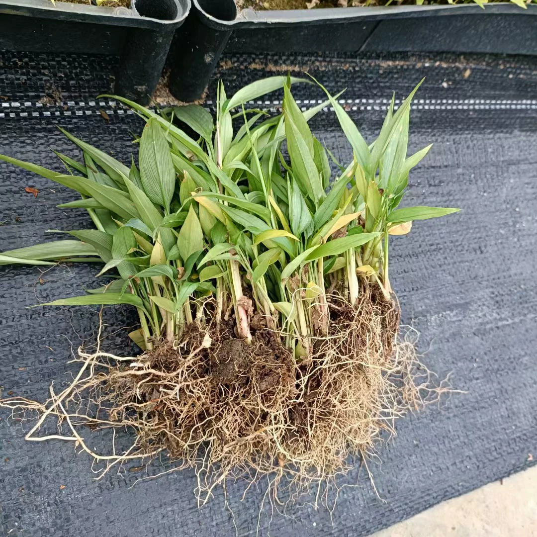 2310 база оптовая поставка Yizhiren Yizhi маленькие саженцы