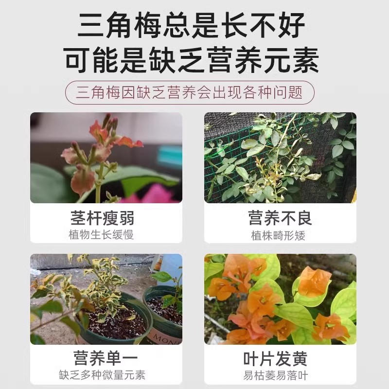 브라운스위치를 위한 특수 개화유기비료, 꽃발생촉진, 뼈분말복합비료, 꽃발생촉진, 꽃과 잎의 번영