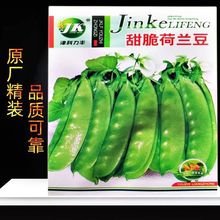 甜脆荷兰豆种子不搭架广东菜豆生吃绿豌豆籽种特大荚四季蔬菜种子