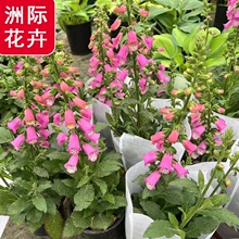 地被毛地黄   绿化园林公园地被景观  毛地黄工程苗多年生花境植