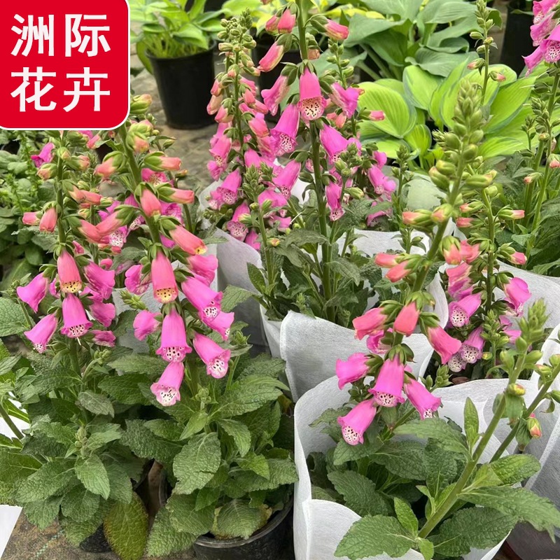 地被毛地黄   绿化园林公园地被景观  毛地黄工程苗多年生花境植