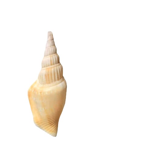 Fuhai Renjia/Swallow-tailed snails, axe-headed snails, raw materials for craft decorations, wholesale of shells and conches
