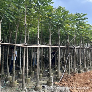 Guangdong Puning Nursery Wholesale Flame Tree 5-50cm cm Diameter Transplanted Red Flower Flame Tree Village Road Sidewalk Tree