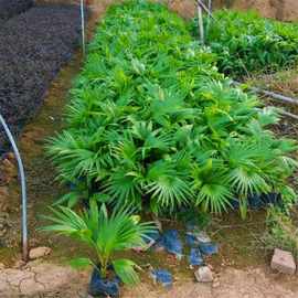 棕榈树苗蒲葵扇子树招财老人葵棕树苗庭院绿化苗木易成活好养
