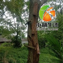 �Ĵ��o����Ȼ������������ľ��ľ����������ƹ����