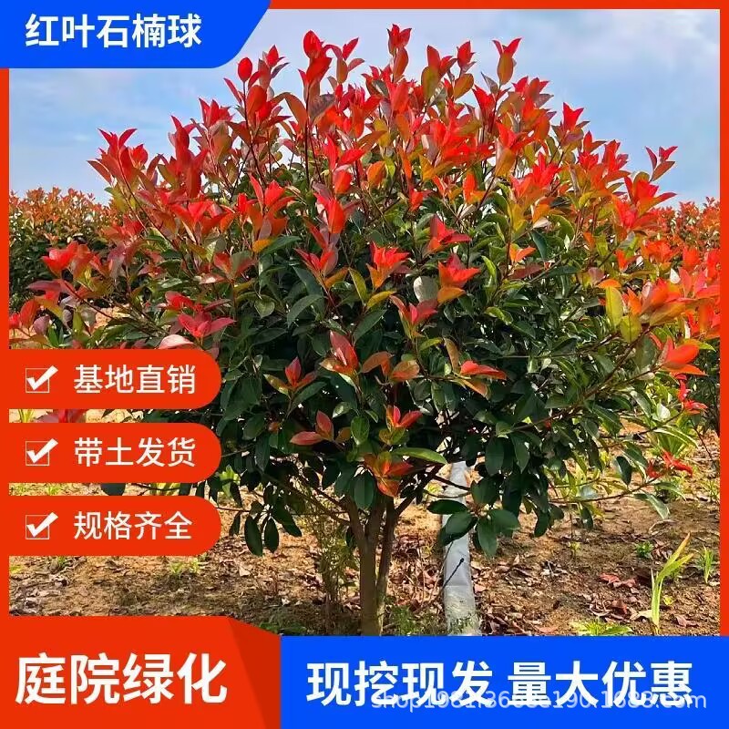红叶石楠苗石楠球红叶石楠树苗 庭院花坛工程绿化石楠篱笆 花灌木